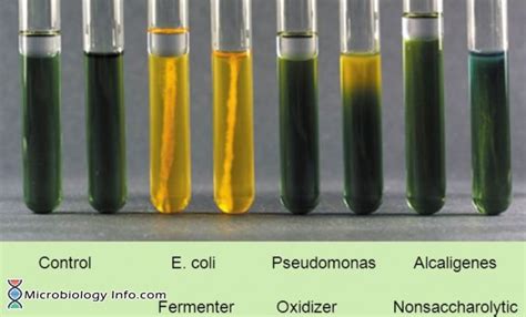 oxidation fermentation test